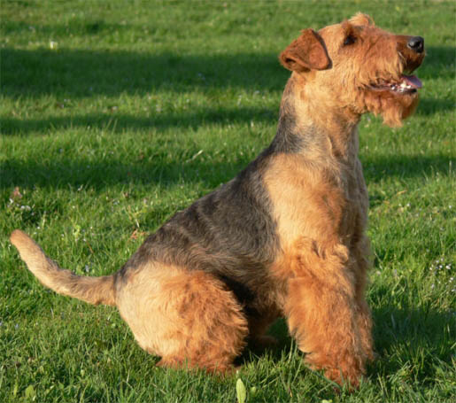 TERRIER DIN WELSH